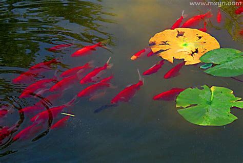 夢見魚在水裡游|夢見很多魚在水里游